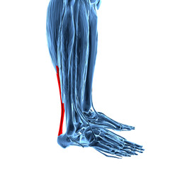 achilles tendon with lower leg muscles - 72147834