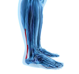 achilles tendon with lower leg muscles - 72147860