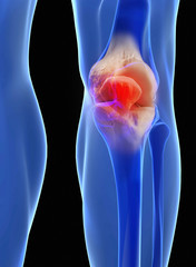 Human knee anatomy