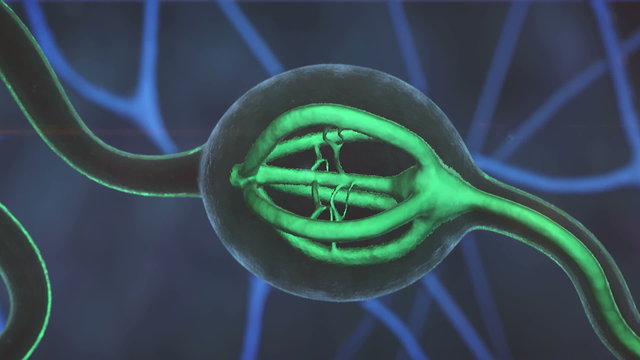 Neuron, nerve cell