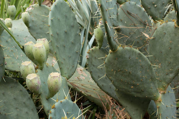 cactus