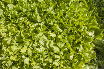 Fototapeta na wymiar Fresh green lettuce.