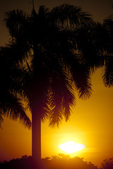 Palm Tree Silhoutted Against the Setting Sun