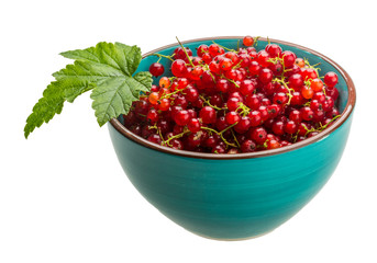 Red currant