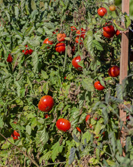 Bush of red ripe tomatoes