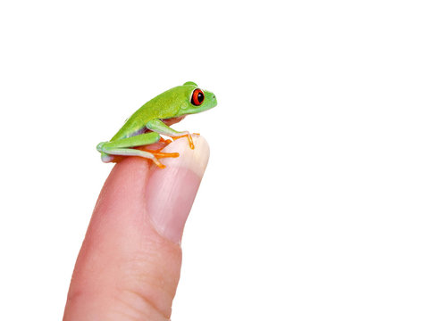 Jungtier Rotaugenlaubfrosch auf Finger © grafikplusfoto