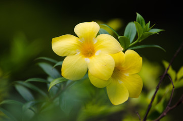 Obraz na płótnie Canvas beautiful yellow flower