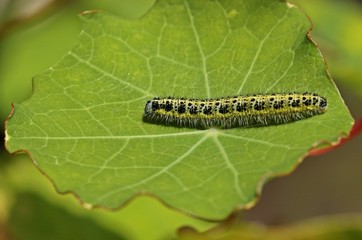 Raupe des Großen Kohlweißlings  auf Kapuzinerkresse