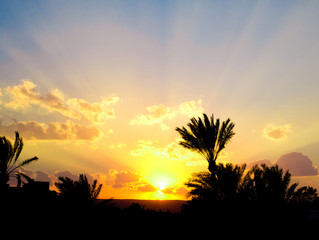 Obraz na płótnie Canvas Palmtrees And Sunset Sky Background
