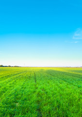 Naklejka premium Beautiful Wallpaper Country Meadow Grass Area