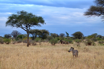 Obraz premium Samotna Zebra
