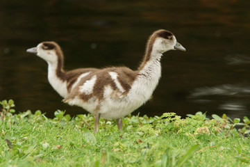 Egyptian Goose, Alopochen aegyptiaca