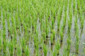 rice in field