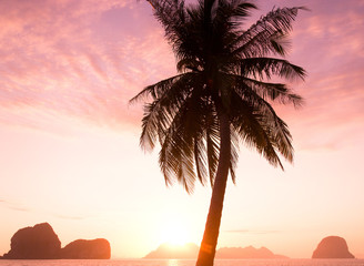 Sunset Divine Tree Silhouettes