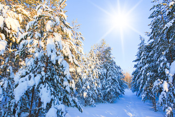 Bright Winter Reigns