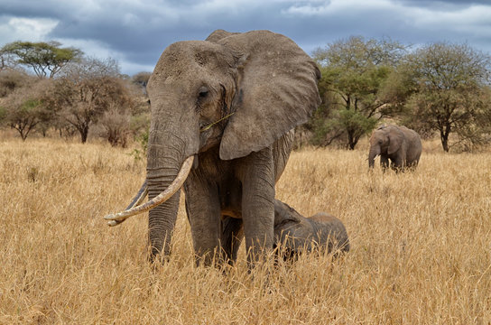 Fototapeta Elephant Nursing
