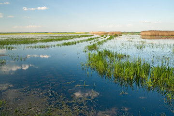überschwemmtes Grünland
