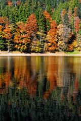 Panele Szklane  Jezioro leśne jesienią