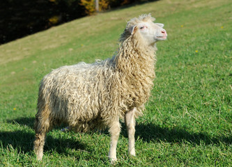 Naklejka premium Sheep on a meadow