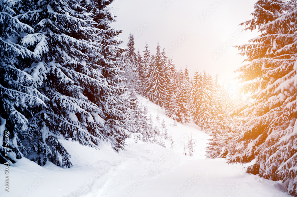 Canvas Prints Winter landscape