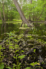 überschwemmtes Grünland