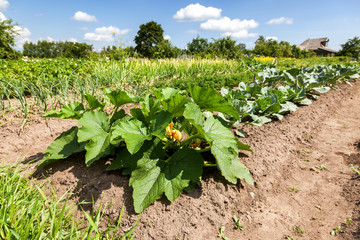 Fototapeta na wymiar Vegetables growing at the garden in summer day