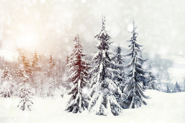 Fototapeta premium Winter landscape