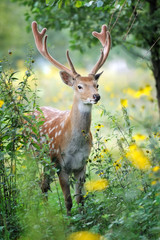 Naklejka na ściany i meble Whitetail Deer