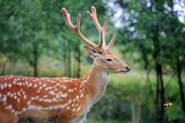 Whitetail Deer
