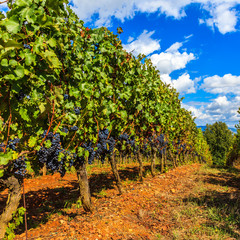 Beautiful Tuscan Vineyard