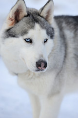 Siberian husky dog portrait