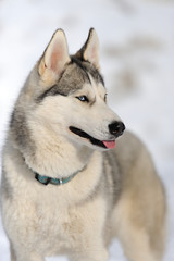 Siberian husky dog portrait