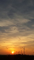 Schnaken tanzen im Sonnenuntergang