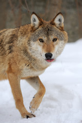 Obraz premium Gray wolf