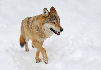 Fototapeta premium Gray wolf