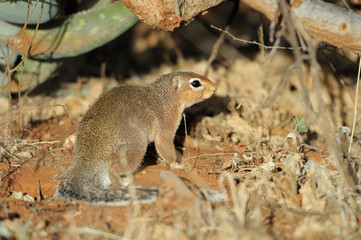 Dwarf mongoose