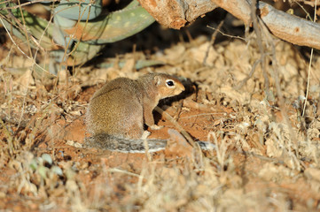 Dwarf mongoose