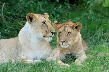 Lion