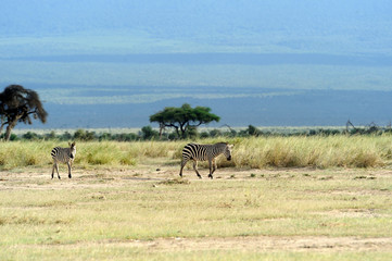 Fototapeta premium Zebra