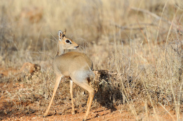 Dik-dik