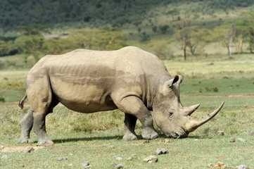Obraz premium Rhino