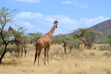 Naklejka na ściany i meble Giraffe