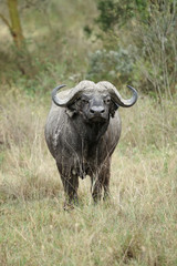 Buffalo