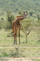 Giraffe