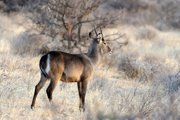 Waterbuck