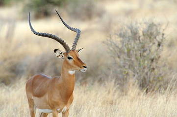 Impala