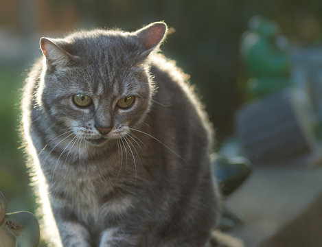 Chat en col&egrave;re