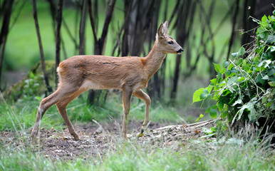 Young deer