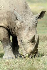 Obraz premium Rhino