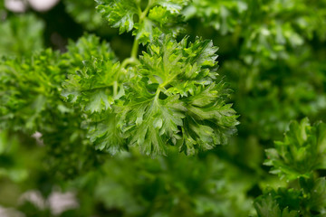 Different fresh herbs in basket on wooden background